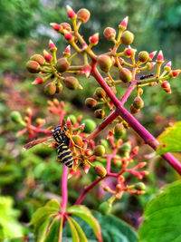 Close-up of insect on red flowering plant