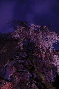 Low angle view of pink flower tree against sky