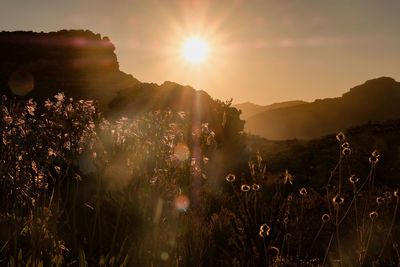 Scenic view of field against sky during sunset