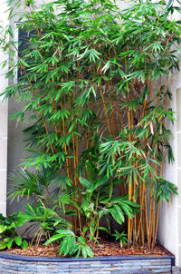 Close-up of potted plant