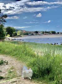 View of a dog on beach