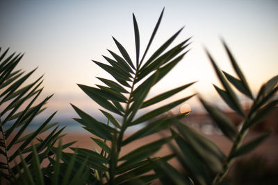 Close-up of plant