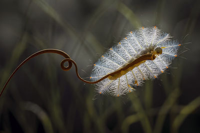 Fire caterpillar on unique tendril