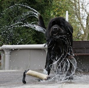 Playful black dog shaking off water