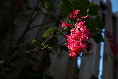 Close-up of pink flowering plant