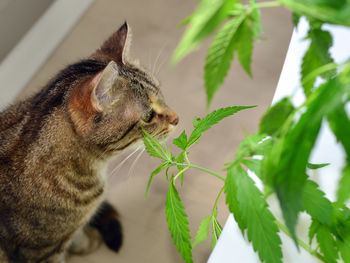 Close-up of a cat