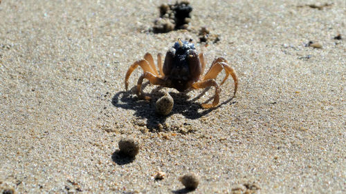 Close-up of crab on beach