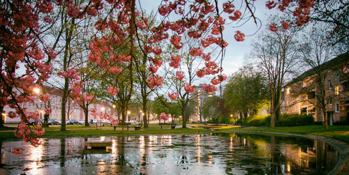 Trees in park against sky in city