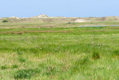 Scenic view of field against clear sky