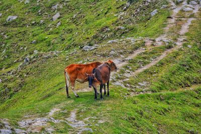 Horse standing in a field