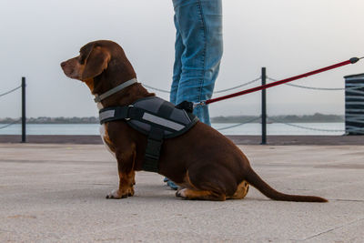 Low section of man with dog against sky