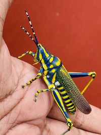 Close-up of hand holding umbrella