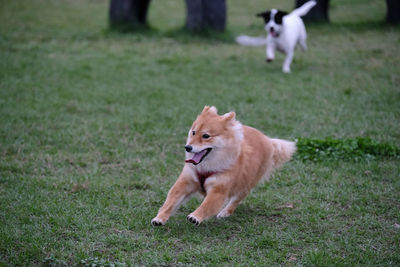 Dog running on grassy field