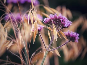 Close-up of purple flowering plant