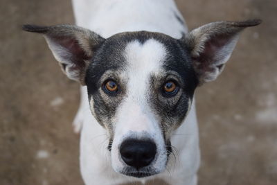 Close-up portrait of dog