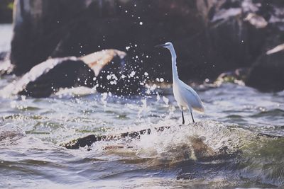 View of bird in sea