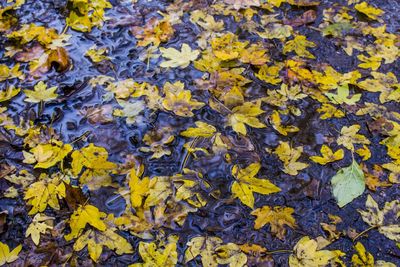 Full frame shot of leaves