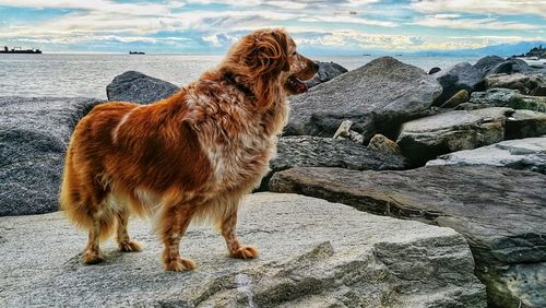 Dog standing on rock by sea against sky