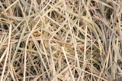 Full frame shot of dry plants