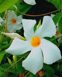 Close-up of white flowering plant