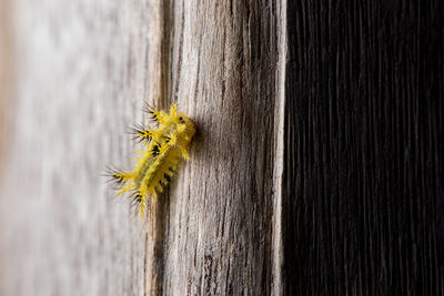 Close-up of insect on tree trunk