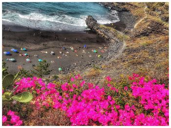 High angle view of flower on beach
