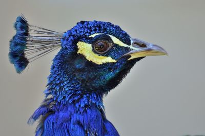 Close-up of peacock