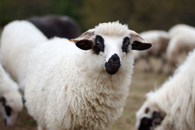 Close-up of a sheep