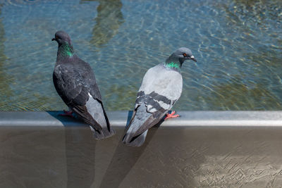 High angle view of pigeons perching