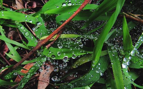 Close-up of wet plants during rainy season