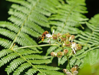 Close-up of bee on flower