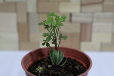 Close-up of potted plant on table