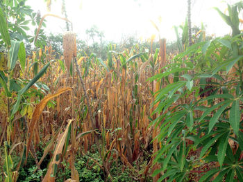 Close-up of crops growing on field