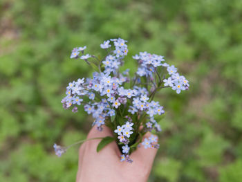 Cropped hand holding flowers