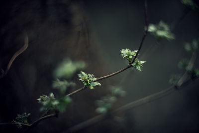 Close-up of flowering plant