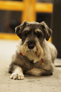 Portrait of puppy sitting on floor