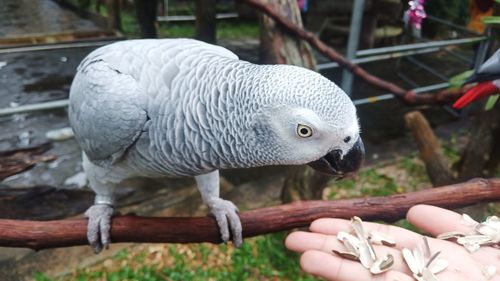 Close-up of parrot in zoo