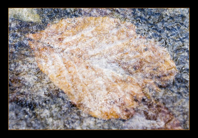 Close-up of lizard on rock at beach