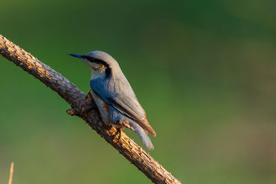 Close-up of bird perching on branch