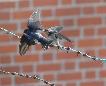 Close-up of bird flying against brick wall