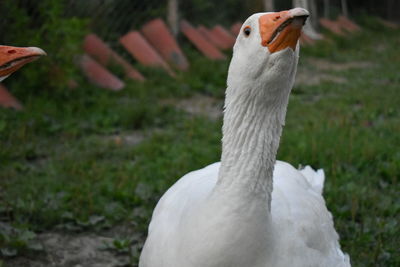 Close-up of a bird on field