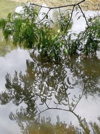 Low angle view of trees against sky