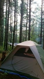 Trees in forest