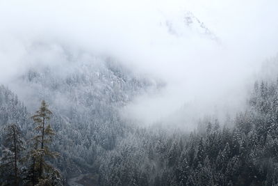 Trees on snow covered land against sky