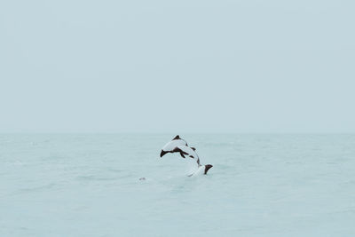 Dolphins diving in sea