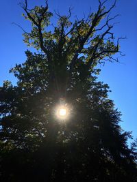 Low angle view of trees against blue sky