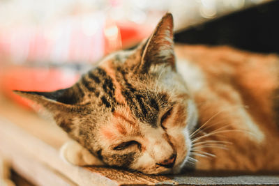 Close-up of cat sleeping