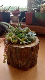 Close-up of potted plant on table