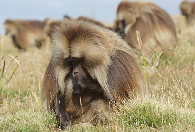 Close-up of monkey on field