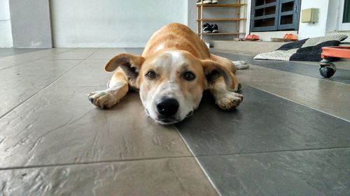 Portrait of dog lying on floor at home